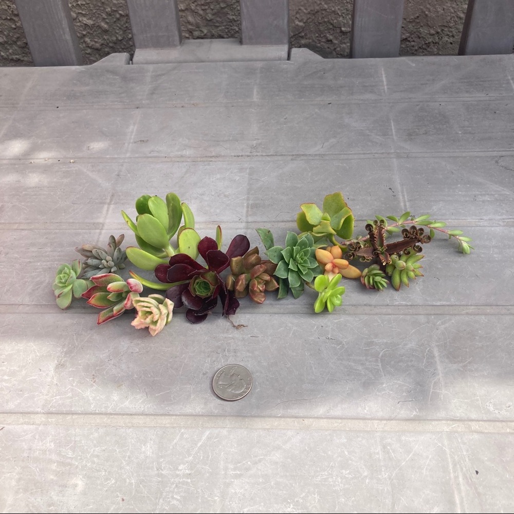 escarfalloto succulents
